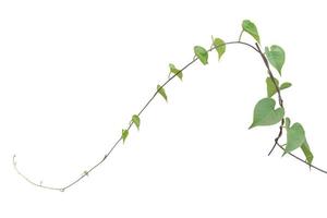 vine plants isolate on white background, clipping path photo