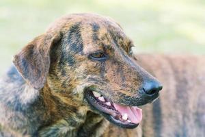 dog in garden photo