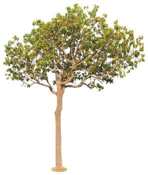 Tree Isolated on white background, Object element for design. Clipping path photo