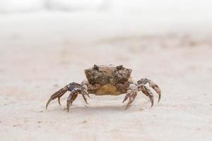 Crab walking on sandy soil in nature. photo