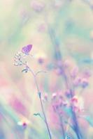 Fantasy butterfly on flower, nature vintage pastels background photo