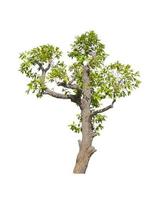 Tree Isolated on white background, Object element for design. Clipping path photo