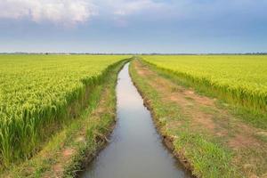 campo de arroz al aire libre foto