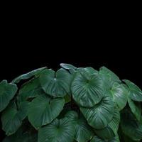 plant tropical leaves jungle, dark green foliage isolated on black background. Clipping path photo