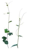 vine plant isolated on white background. Clipping path photo