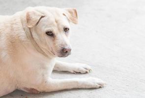 perro blanco sentado foto