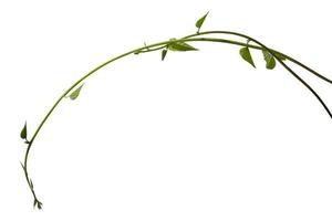 Planta de vid de follaje tropical, hiedra verde colgada aislada en fondo blanco, camino de recorte foto