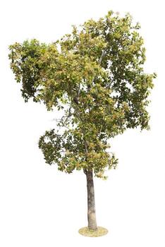 Tree Isolated on white background, Object element for design. Clipping path photo