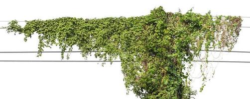 Plants ivy. Vines on poles on white background photo