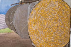 silkworms cocoons nest photo