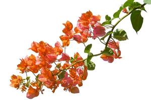 Flowering bougainvillea isolated on white background. clipping path photo