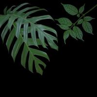 plant tropical leaves jungle, dark green foliage isolated on black background. Clipping path photo