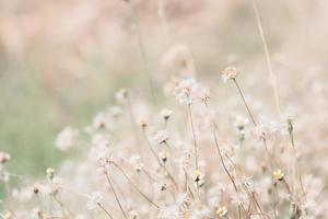 meadow flowers in soft warm light. Vintage autumn landscape blurry natural background. photo