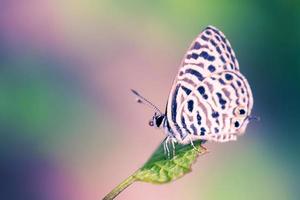 butterfly in blurred nature. photo