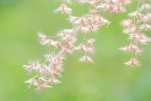 hermoso fondo de naturaleza de primavera o verano con hierba fresca foto