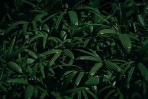 palm leaves dark background photo