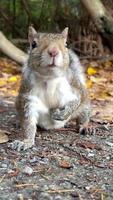 Curious squirrel approaches camera and stands on hind legs video