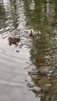 Paar Stockenten schwimmen in klarem Wasser und tauchen Köpfe unter Wasser, um Nahrung zu finden video