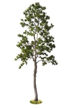 Tree Isolated on white background, Object element for design. Clipping path photo