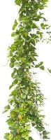 vine plant isolated on white background, clipping path photo