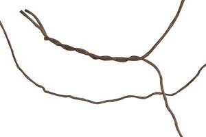 Twisted vine isolated on white background. Clipping path photo