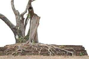 árbol raíz aislado sobre fondo blanco. trazado de recorte foto