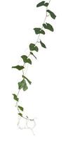 Plant nature vine green ivy tropical hang creeper climbing isolated on white background have clipping path photo