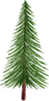 Watercolor Spruce Tree png