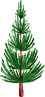 acquerello abete rosso albero png