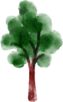 albero elemento acquerello png