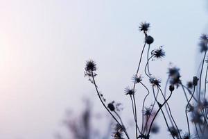 flores de pradera, hermosa mañana fresca con luz suave y cálida. fondo natural borroso del paisaje otoñal vintage. foto
