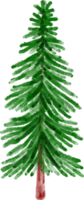 Hand Drawn Watercolor Pine Tree png