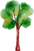 acquerello albero illustrazione png