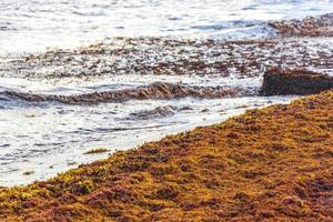 Very disgusting red seaweed sargazo beach Playa del Carmen Mexico. photo