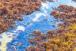 Very disgusting red seaweed sargazo beach Playa del Carmen Mexico. photo