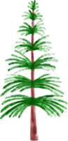 Kerstmis waterverf pijnboom boom png
