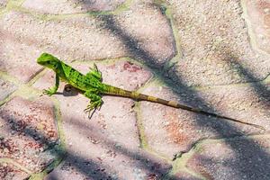 Caribbean green lizard on the ground Playa del Carmen Mexico. photo