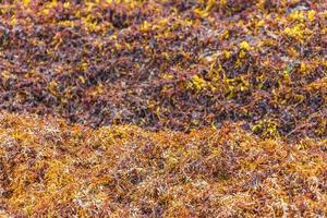 Very disgusting red seaweed sargazo beach Playa del Carmen Mexico. photo