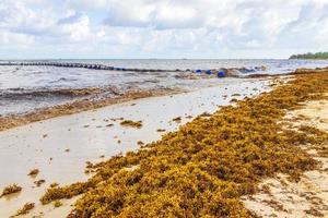 Very disgusting red seaweed sargazo beach Playa del Carmen Mexico. photo