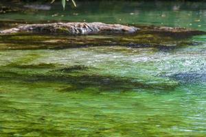 Beautiful Cenote cave with river turquoise blue water texture Mexico. photo