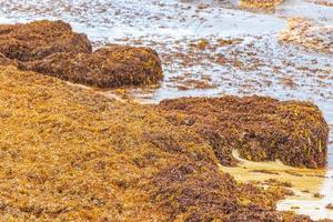 Very disgusting red seaweed sargazo beach Playa del Carmen Mexico. photo