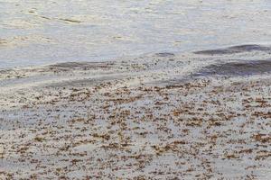 Very disgusting beach water with red seaweed sargazo Carribean Mexico. photo