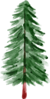 Christmas Watercolor Spruce Tree png