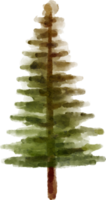 pino albero acquerello mano disegnato png