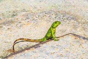 Caribbean green lizard on the ground Playa del Carmen Mexico. photo