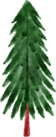 acquerello abete rosso albero png