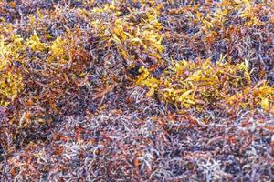 Very disgusting red seaweed sargazo beach Playa del Carmen Mexico. photo