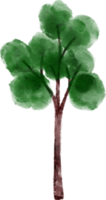 aquarelle élément arbre png