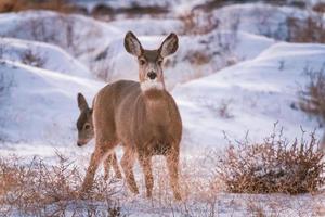 Doe with her fawn in the snow and sagebrush photo