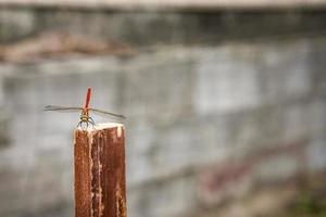 libélula roja en una estaca de madera foto